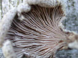 Image of Schizophyllaceae