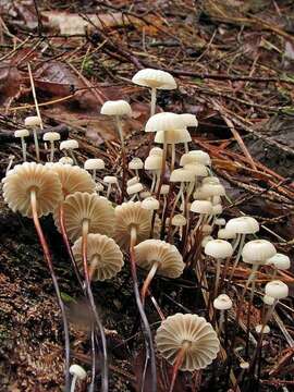 Image of Marasmius