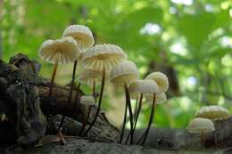 Image of Marasmius