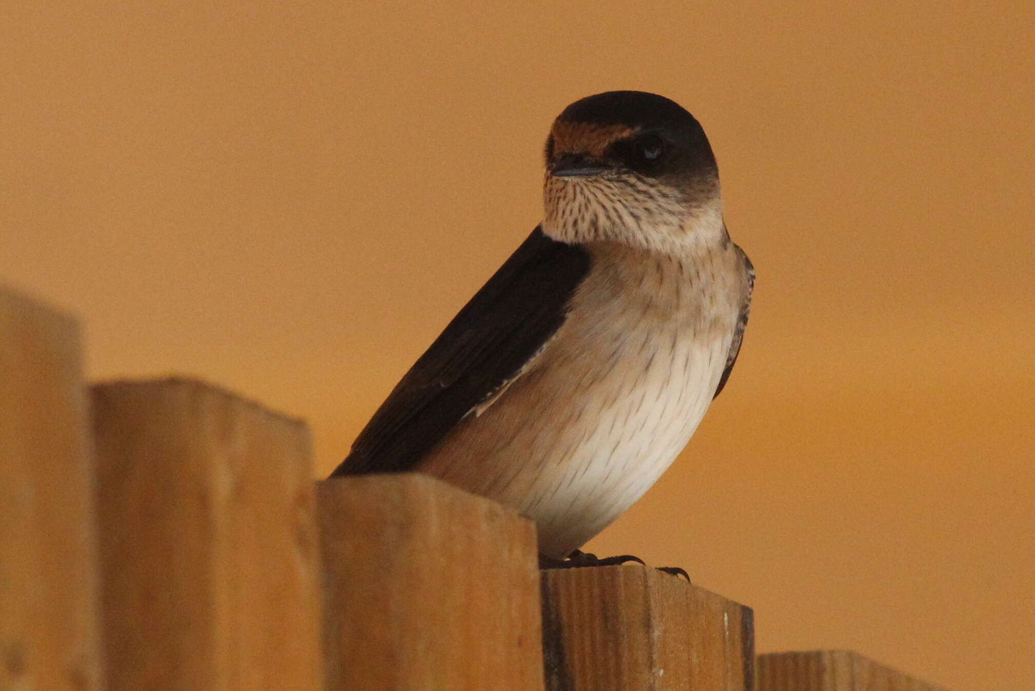 Petrochelidon nigricans (Vieillot 1817) resmi