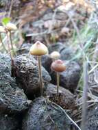 Image of Psilocybe alutacea Y. S. Chang & A. K. Mills 2006