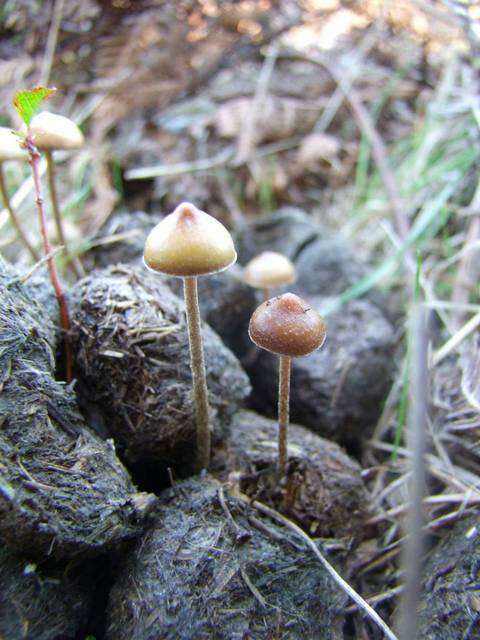 Image of Psilocybe alutacea Y. S. Chang & A. K. Mills 2006