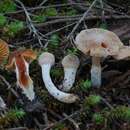 Plancia ëd Cortinarius cystidiocatenatus (Grgur.) Gasparini 2006