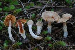 Imagem de Cortinarius cystidiocatenatus (Grgur.) Gasparini 2006