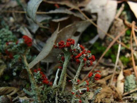 Слика од Cladonia cristatella Tuck.