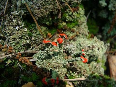 Слика од Cladonia cristatella Tuck.