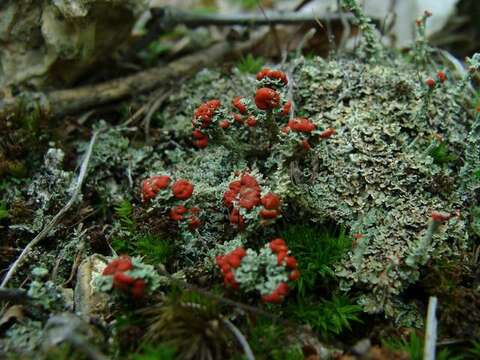 Слика од Cladonia cristatella Tuck.