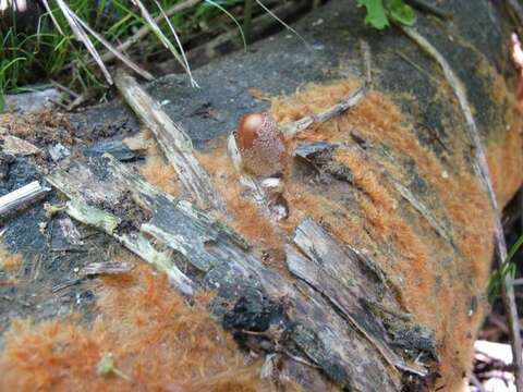 Image de Coprinellus