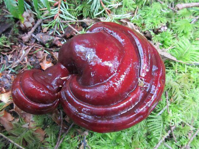 Ganoderma oregonense Murrill 1908的圖片