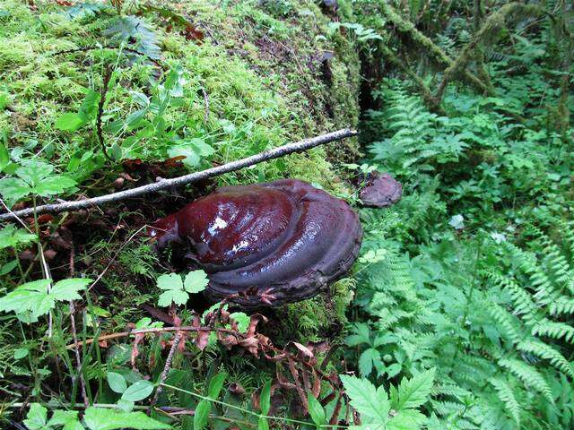 Image of Ganoderma oregonense Murrill 1908