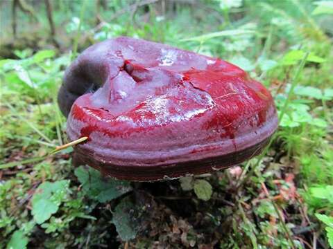 Imagem de Ganoderma oregonense Murrill 1908