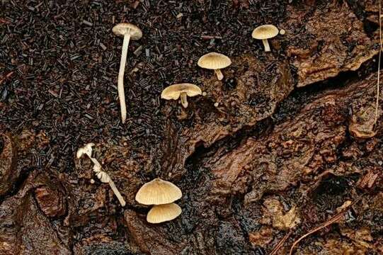 صورة Simocybe