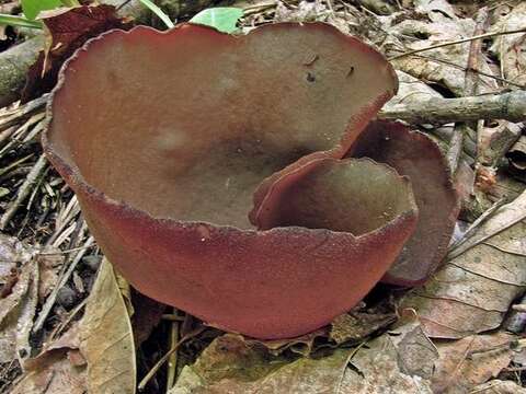 Image of cup fungi