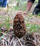 Image of Morchellaceae