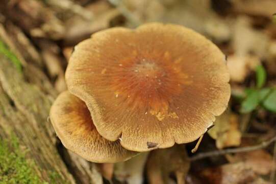 Image of Psathyrella delineata (Peck) A. H. Sm. 1941