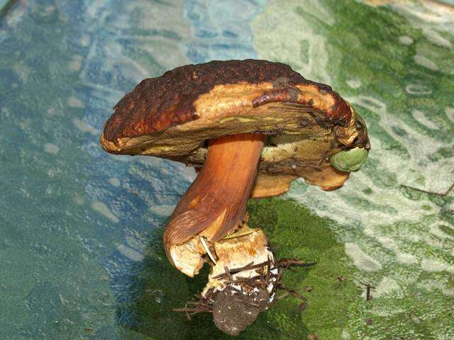 Image of Boletus fibrillosus Thiers 1975