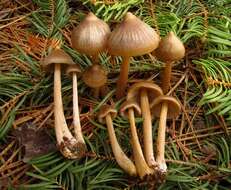 Image of Entoloma holoconiotum (Largent & Thiers) Noordel. & Co-David 2009