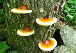 Image of Ganoderma tsugae Murrill 1902