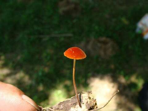 Image of <i>Marasmius sullivantii</i>