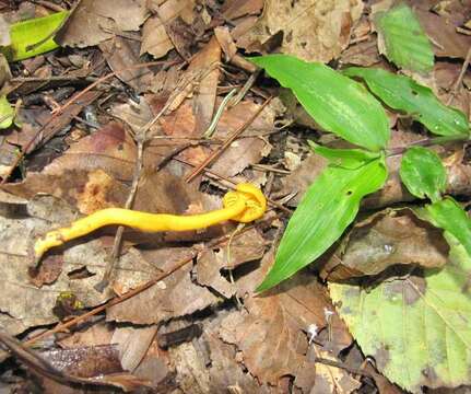 Cantharellus minor Peck 1872 resmi