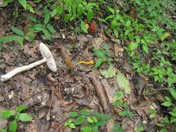 Image of Cantharellus minor Peck 1872