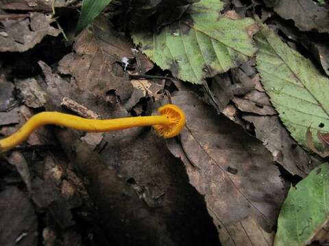 Image of Cantharellus minor Peck 1872