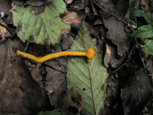 Image of Cantharellus minor Peck 1872