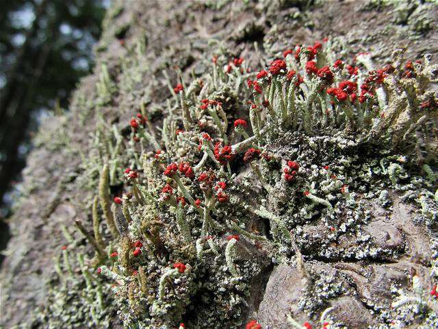 Image of <i>Cladonia macilenta</i> Hoffm.