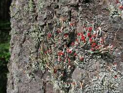 Image of <i>Cladonia macilenta</i> Hoffm.