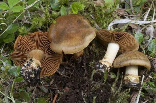 Image of Cortinarius parkeri Ammirati, M. T. Seidl & O. Ceska 2012