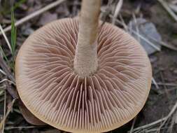 Image de Agrocybe