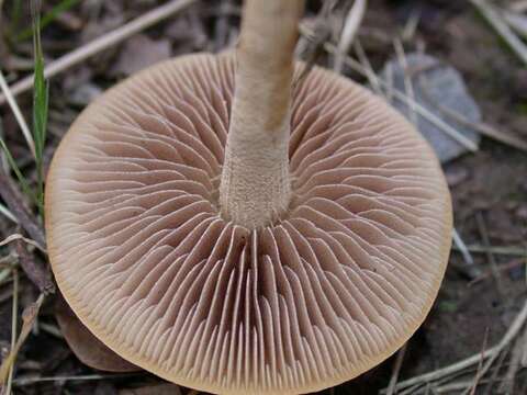 Image of Agrocybe