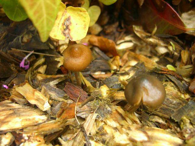 Image of Psilocybe ovoideocystidiata Guzmán & Gaines 2007