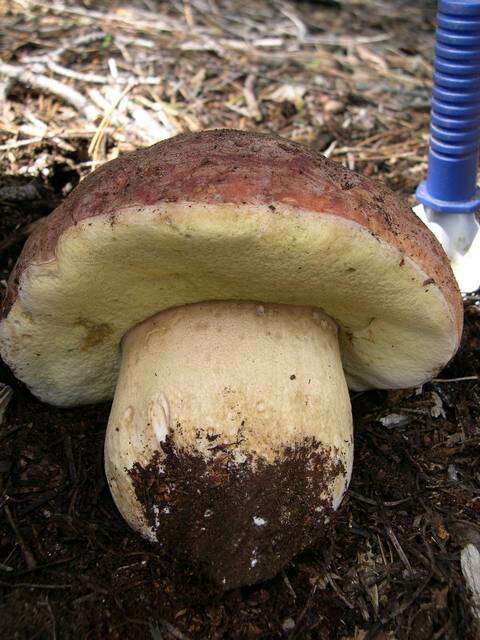 Sivun Boletus rex-veris D. Arora & Simonini 2008 kuva