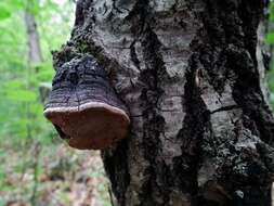 Image of Phellinus