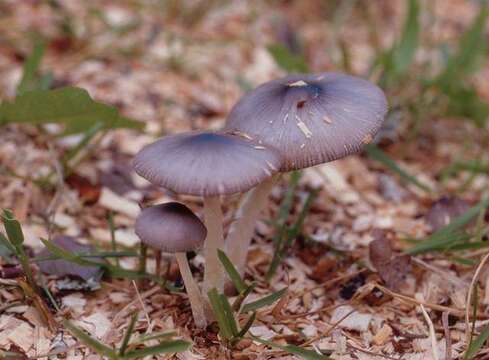 Image of Bolbitius reticulatus (Pers.) Ricken 1915