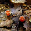 Image of Shaggy Scarlet Cup