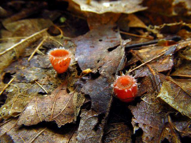 Image of Sarcoscyphaceae