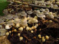 Image of Coprinellus