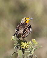 Image of Pangani Longclaw