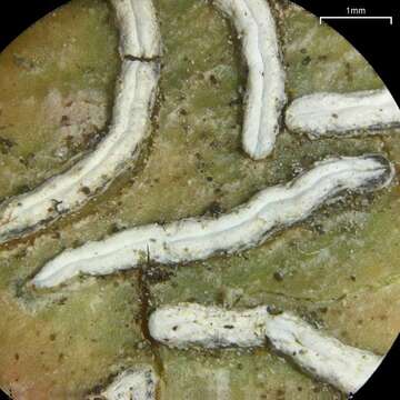 Dyplolabia resmi