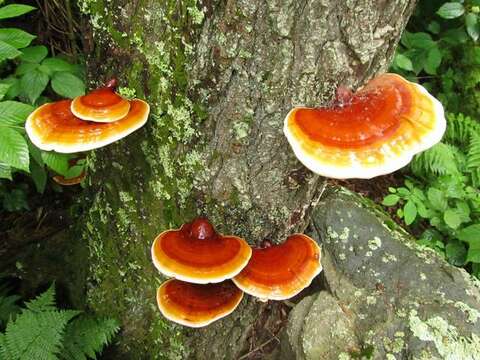 Image of Ganoderma tsugae Murrill 1902