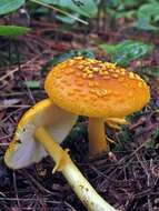 Слика од Amanita flavoconia G. F. Atk. 1902