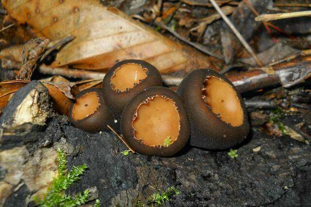 Plancia ëd Sarcosomataceae