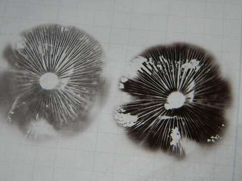 Image of Leratiomyces