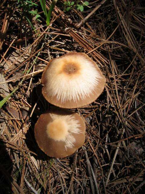 Image of Psathyrella ellenae A. H. Sm. 1972