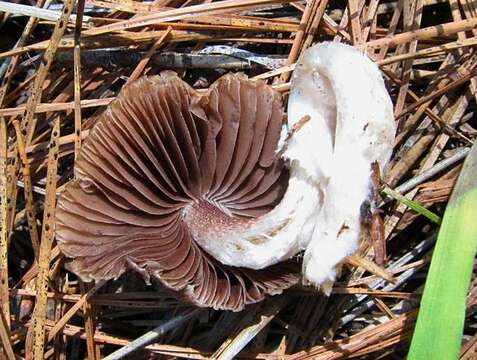 Image de Psathyrella ellenae A. H. Sm. 1972