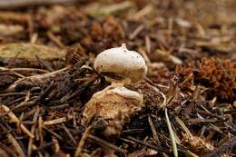 Image of Geastrum campestre Morgan 1887