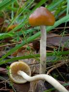 Image of Psilocybe