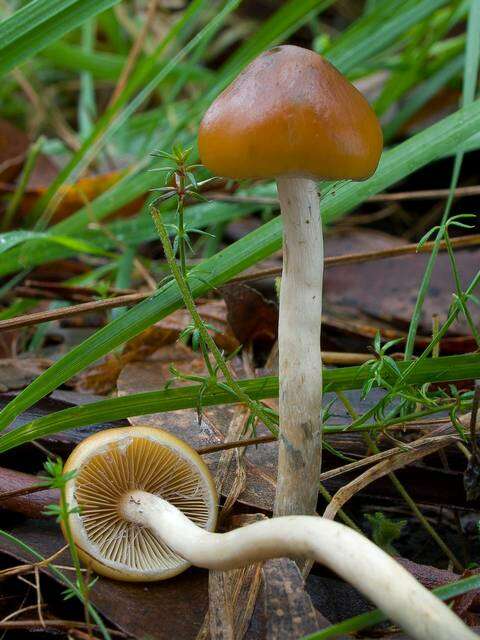 Image of Psilocybe